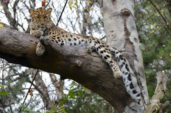 Un leopardo Amur — Foto de Stock