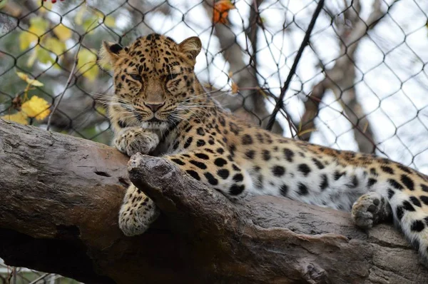 Amur leoparı