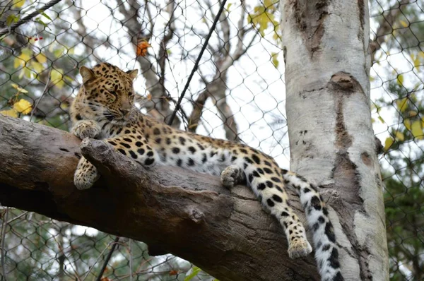 Un leopardo Amur — Foto de Stock