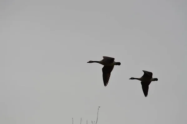 Par gäss — Stockfoto