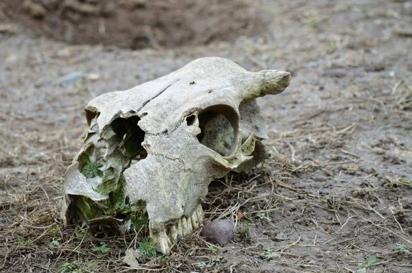 Ett djurs Skull — Stockfoto