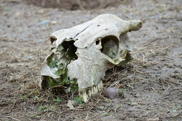 Ett djurs Skull — Stockfoto