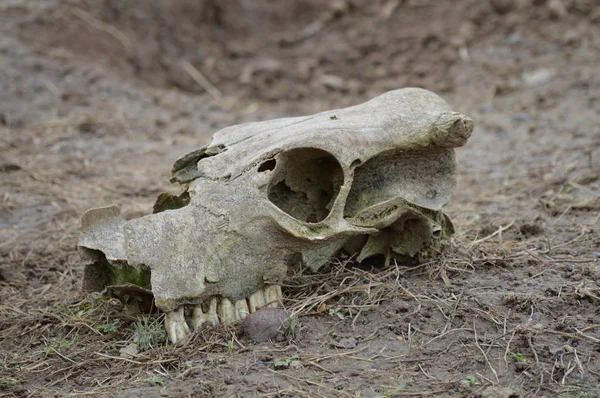 Ett djurs Skull — Stockfoto