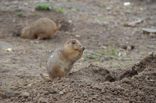 A Prairie Dog