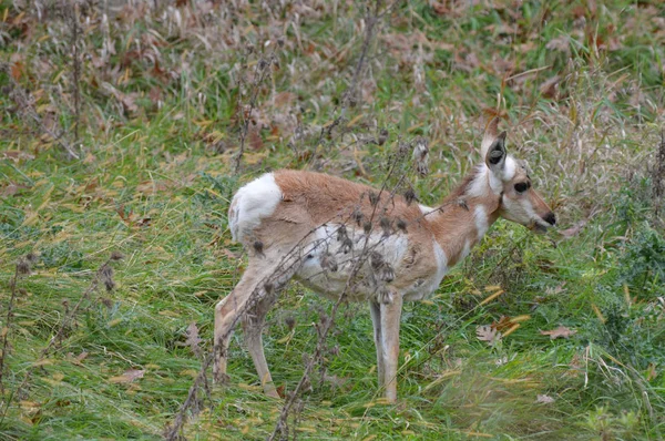 Gabelbock in the Grass — Stockfoto