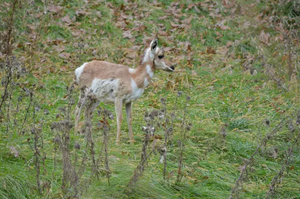 Gabelbock in the Grass — Stockfoto