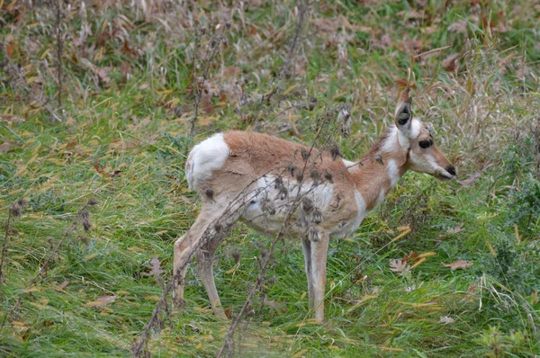 Pronghorn w trawie — Zdjęcie stockowe