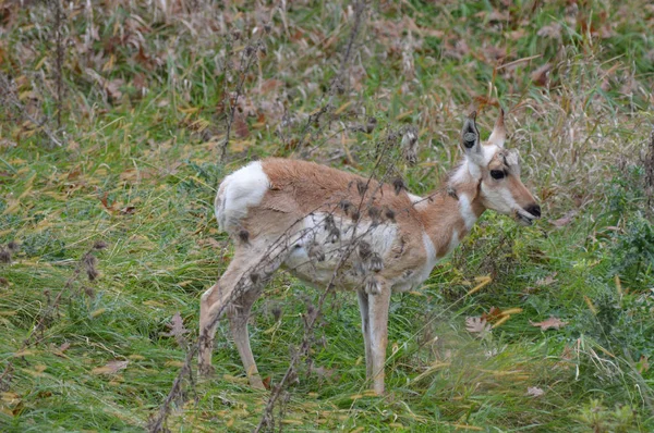 Pronghorn in the Grass — Stock Photo, Image