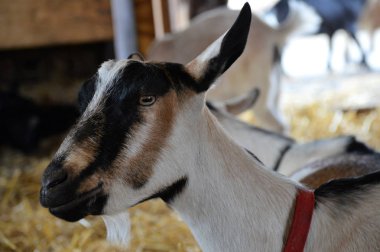 Çiftlikteki keçi