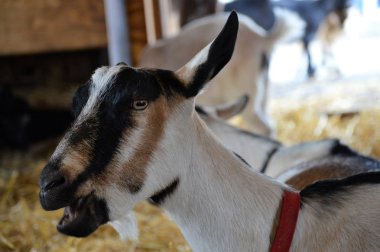 Çiftlikteki keçi