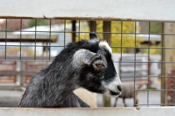 Cabra en la granja — Foto de Stock