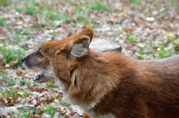 Dhole w lesie — Zdjęcie stockowe