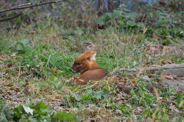 Agujero en el bosque —  Fotos de Stock