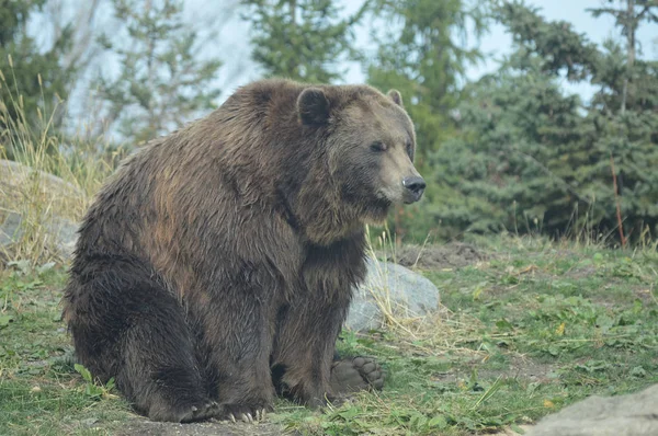 En grizzlybjörn — Stockfoto
