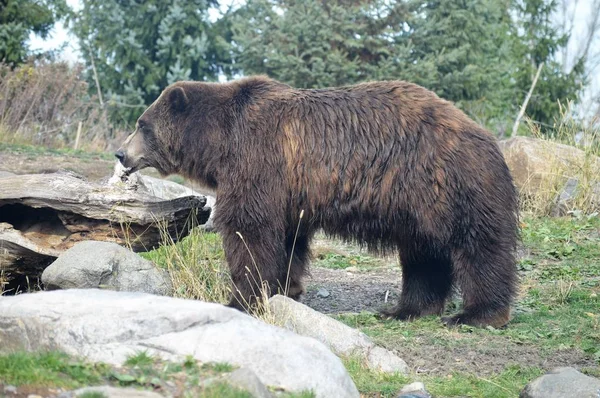 Een grizzly beer — Stockfoto