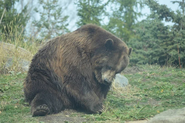 Egy grizzly medve — Stock Fotó