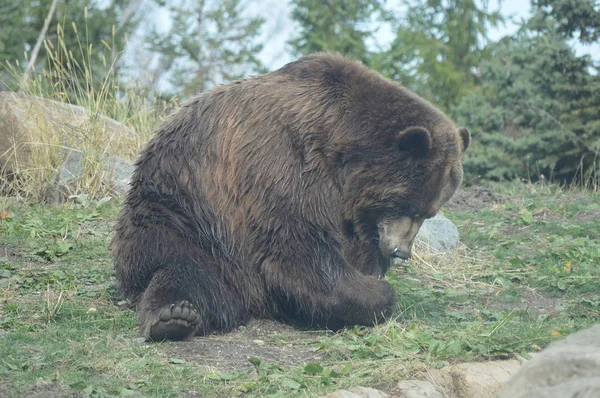 Ein Grizzlybär — Stockfoto