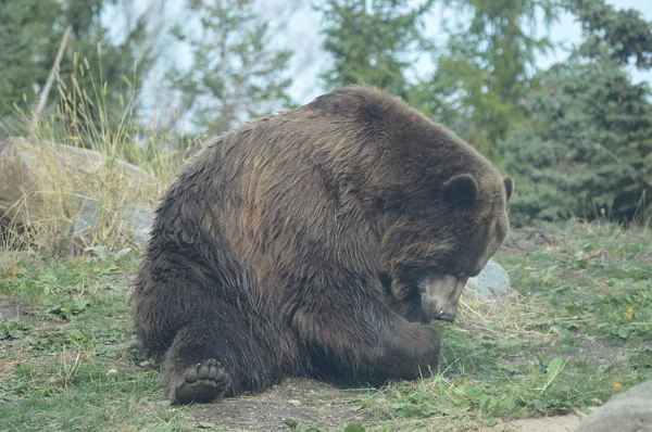 Um urso pardo — Fotografia de Stock