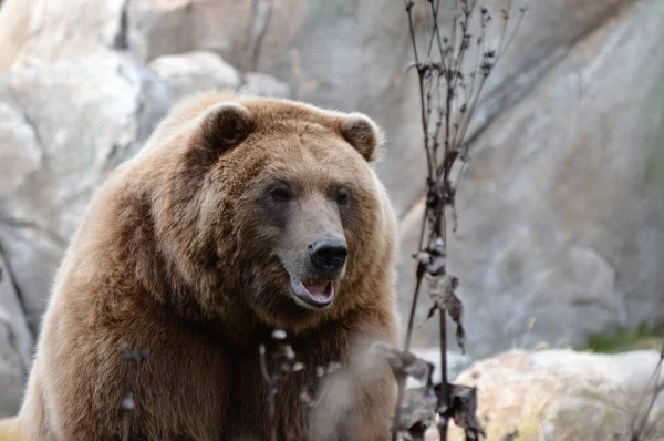 Ein Grizzlybär — Stockfoto