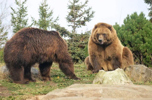 Um urso pardo — Fotografia de Stock