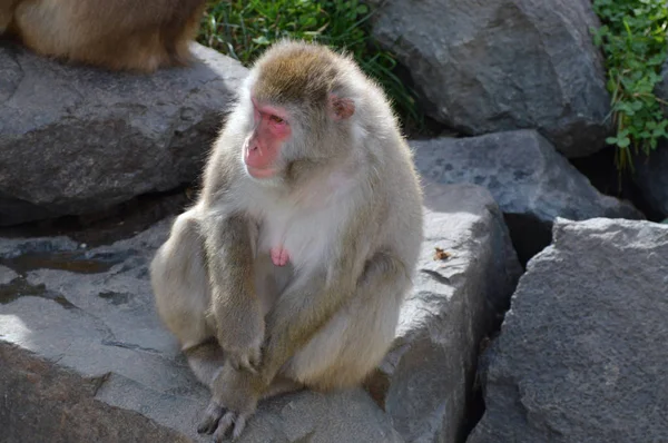 A Snow Monkey — Stock Photo, Image