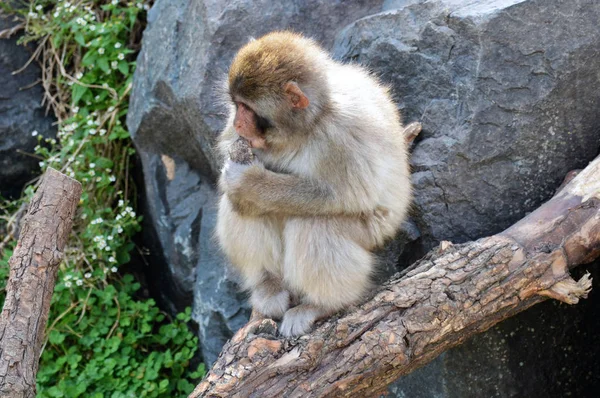Monyet Salju — Stok Foto