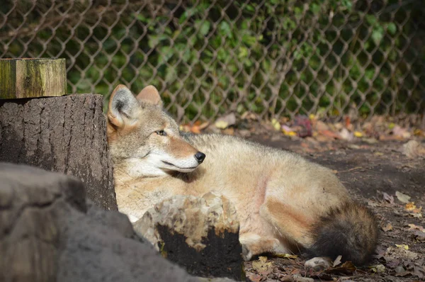 Coyote nella sporcizia — Foto Stock