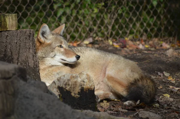 Coyote en la suciedad —  Fotos de Stock