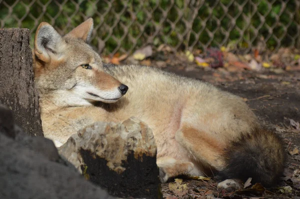 Coyote en la suciedad —  Fotos de Stock