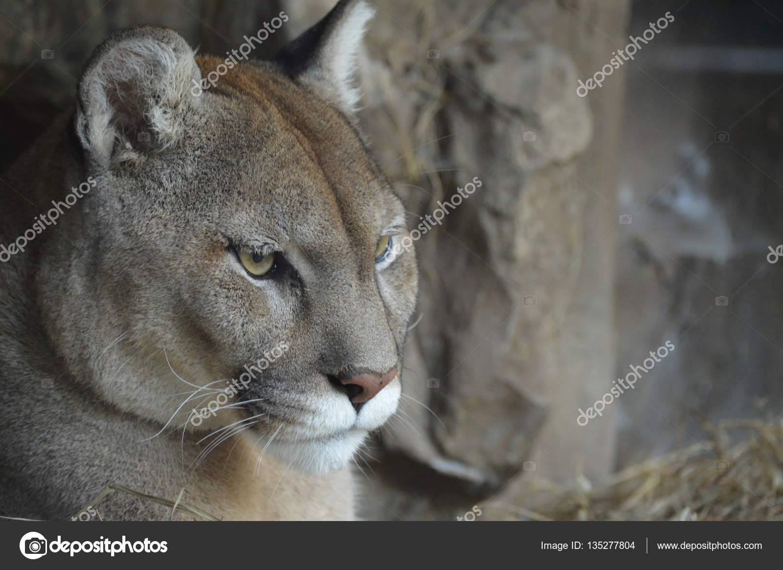 puma en voie de disparition puma en voie de disparition