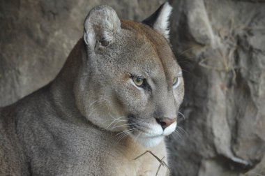 Bir puma 'ya yakın.