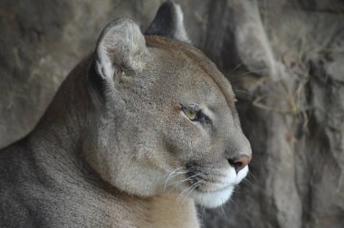 Bir puma 'ya yakın.