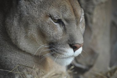 Bir puma 'ya yakın.