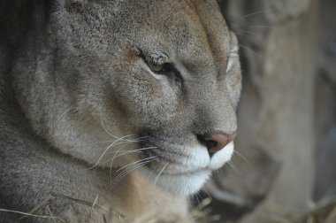 Bir puma 'ya yakın.