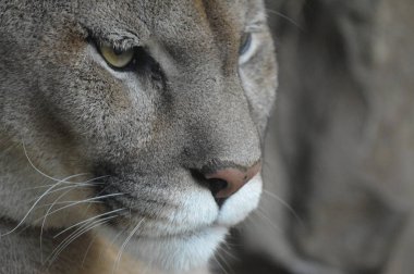 Bir puma 'ya yakın.