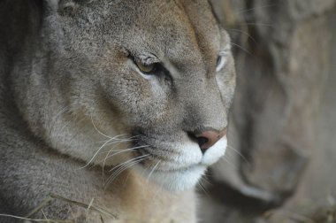 Bir puma 'ya yakın.