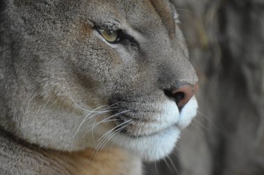 Bir puma 'ya yakın.