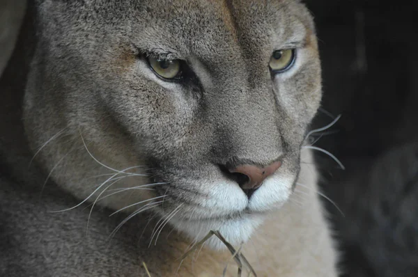 Bir puma 'ya yakın. — Stok fotoğraf