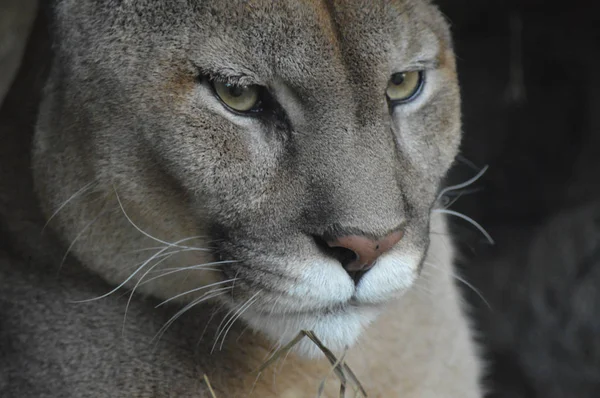 Bir puma 'ya yakın. — Stok fotoğraf