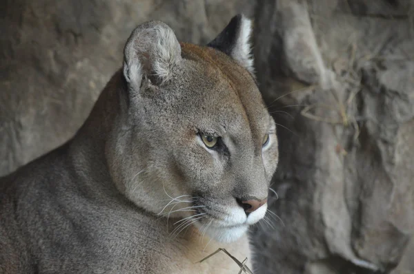 Bir puma 'ya yakın. — Stok fotoğraf