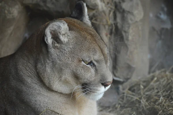 Primer plano de un puma —  Fotos de Stock