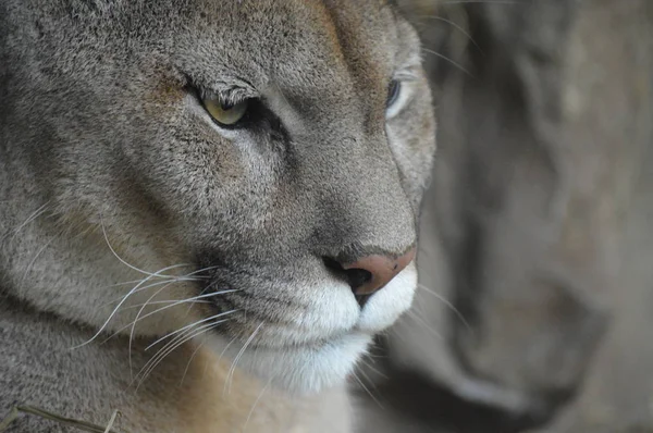 Primer plano de un puma —  Fotos de Stock