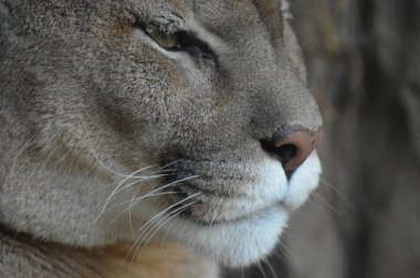 Bir puma 'ya yakın.