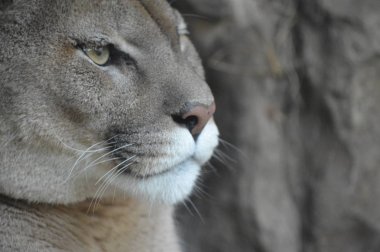 Bir puma 'ya yakın.