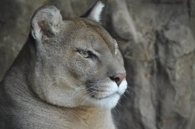 Bir puma 'ya yakın.