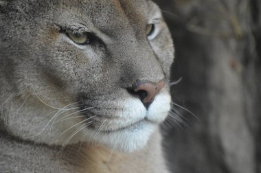 Bir puma 'ya yakın.
