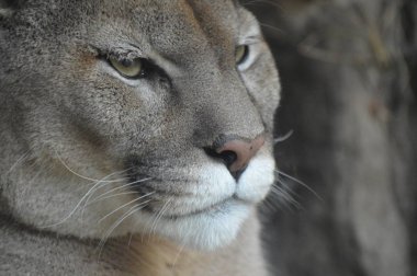 Bir puma 'ya yakın.