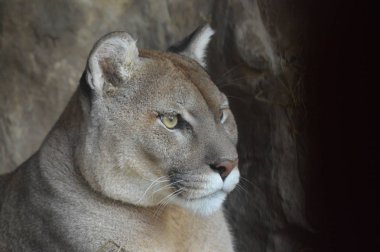 Bir puma 'ya yakın.