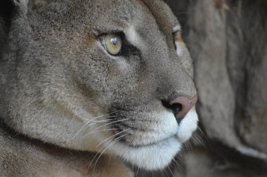 Bir puma 'ya yakın.