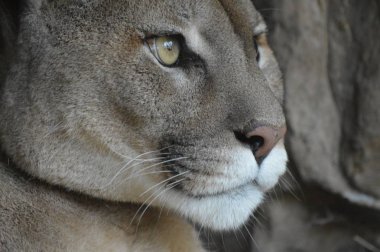 Bir puma 'ya yakın.